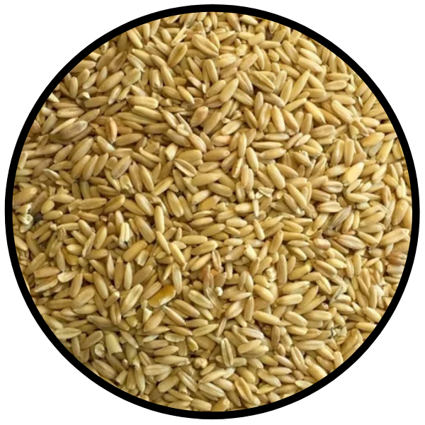 Avena para Pajaros