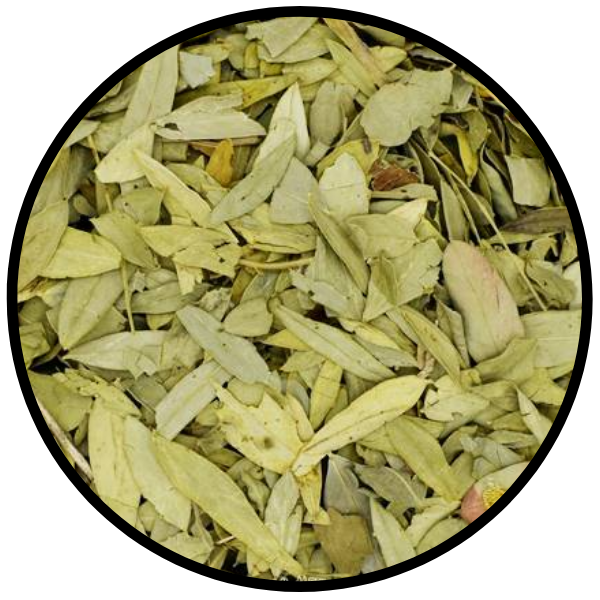 Té de Hoja Sen